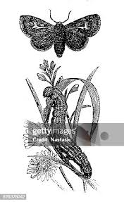 Attēlu rezultāti vaicājumam “Diloba caeruleocephala larva”