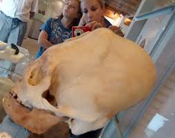 Image result for elongated skulls