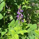 Attēlu rezultāti vaicājumam “Galega orientalis leaf”