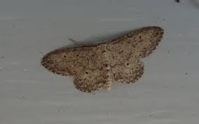 Attēlu rezultāti vaicājumam “Idaea seriata”