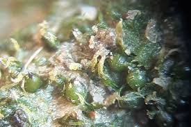 Attēlu rezultāti vaicājumam “Pottiales”