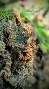 Attēlu rezultāti vaicājumam “Diderma montanum macro”