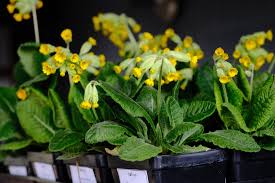Image result for Primula veris