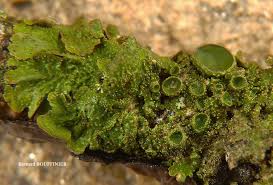 Attēlu rezultāti vaicājumam “Melanohalea olivacea”