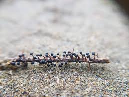 Attēlu rezultāti vaicājumam “Physarum bryocorticola”