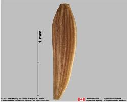 Attēlu rezultāti vaicājumam “Lapsana communis fruit”