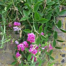 Attēlu rezultāti vaicājumam “Lathyrus latifolius leaf”