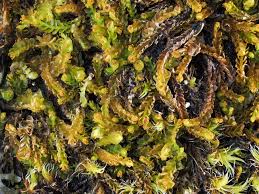 Attēlu rezultāti vaicājumam “Isopaches bicrenatus”