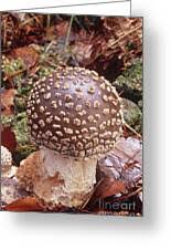 Attēlu rezultāti vaicājumam “Amanita excelsa”