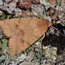 Attēlu rezultāti vaicājumam “Enargia paleacea”