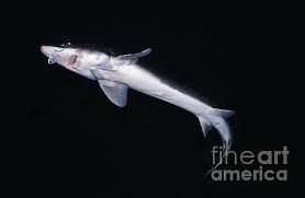 Image result for Acipenser fulvescens