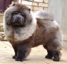 Znalezione obrazy dla zapytania chow