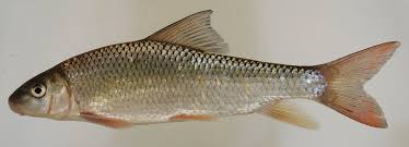 Image result for Moxostoma hubbsi