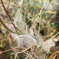 Image result for Weidenröschen