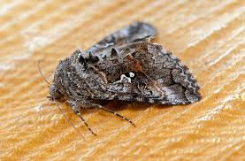 Attēlu rezultāti vaicājumam “Syngrapha interrogationis”