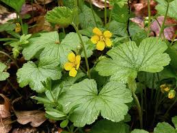 Attēlu rezultāti vaicājumam “Waldsteinia geoides flower”