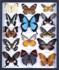 Attēlu rezultāti vaicājumam “Lepidoptera”