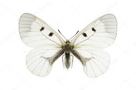 Attēlu rezultāti vaicājumam “Parnassius mnemosyne underside”