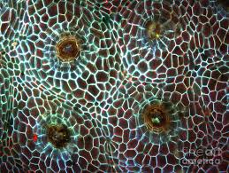 Attēlu rezultāti vaicājumam “Conocephalum”