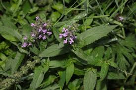 Attēlu rezultāti vaicājumam “Stachys palustris flower”