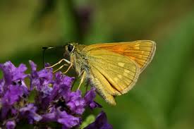 Attēlu rezultāti vaicājumam “Ochlodes sylvanus female”