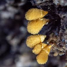 Attēlu rezultāti vaicājumam “Hemitrichia clavata macro”