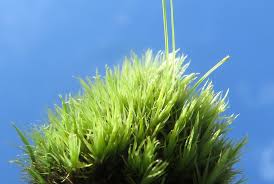 Attēlu rezultāti vaicājumam “Dicranum leioneuron”