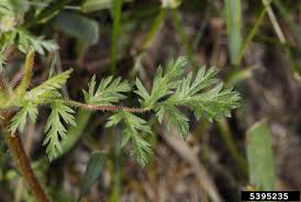 Attēlu rezultāti vaicājumam “Erodium cicutarium leaf”