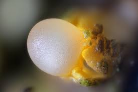 Attēlu rezultāti vaicājumam “Sphaerobolus stellatus”