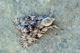 Attēlu rezultāti vaicājumam “Acronicta cuspis”