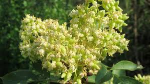 Attēlu rezultāti vaicājumam “Sambucus racemosa flower”