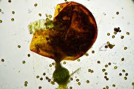 Attēlu rezultāti vaicājumam “Acaulon muticum sporophyte”