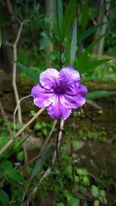 Attēlu rezultāti vaicājumam “Laserpitium latifolium flower”