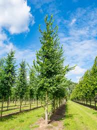 Attēlu rezultāti vaicājumam “Ulmus laevis”