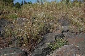 Attēlu rezultāti vaicājumam “Senecio viscosus fruit”