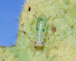 Attēlu rezultāti vaicājumam “Drepanosiphum platanoidis exuvia”