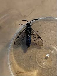 Attēlu rezultāti vaicājumam “Argidae”