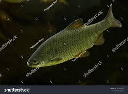 Image result for Rutilus caspicus