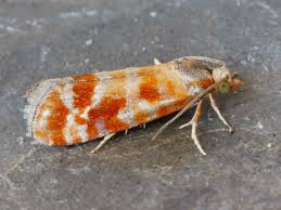 Attēlu rezultāti vaicājumam “Rhyacionia pinicolana”