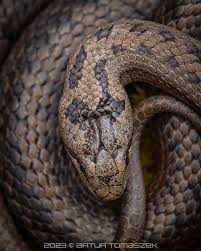 Attēlu rezultāti vaicājumam “Coronella austriaca adult”