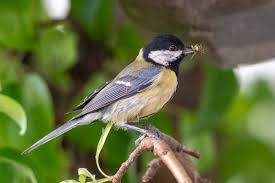 Attēlu rezultāti vaicājumam “Parus major female”