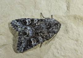 Attēlu rezultāti vaicājumam “Papestra biren”