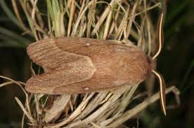 Attēlu rezultāti vaicājumam “Lasiocampa trifolii male”