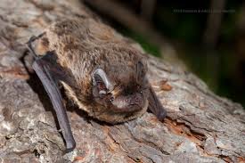 Attēlu rezultāti vaicājumam “Nyctalus leisleri”