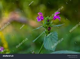 Attēlu rezultāti vaicājumam “Galeopsis bifida flower”