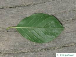 Attēlu rezultāti vaicājumam “Frangula alnus leaf”