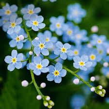 Image result for Vergissmeinnicht