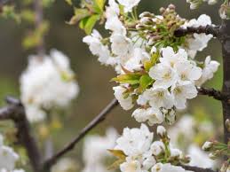 Attēlu rezultāti vaicājumam “Prunus avium flower”