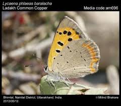 Attēlu rezultāti vaicājumam “Lycaena phlaeas underside”