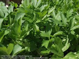 Image result for Liebstöckel